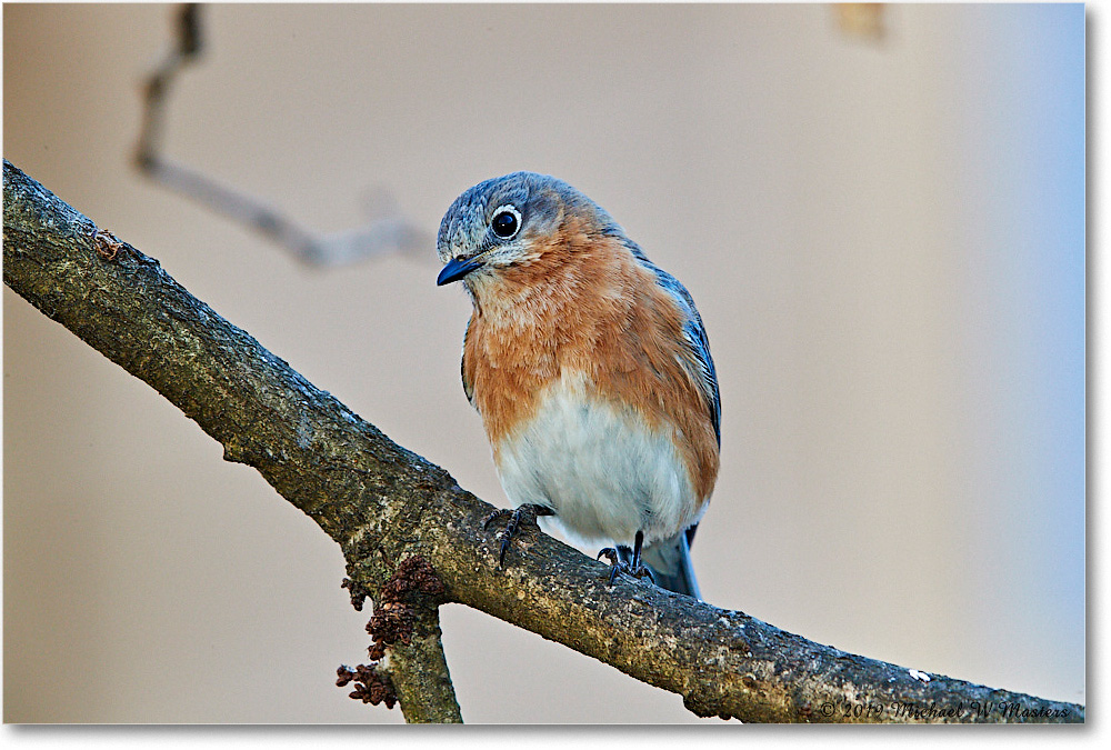 Bluebird_Virginia_2019Mar_3DXA2361 copy