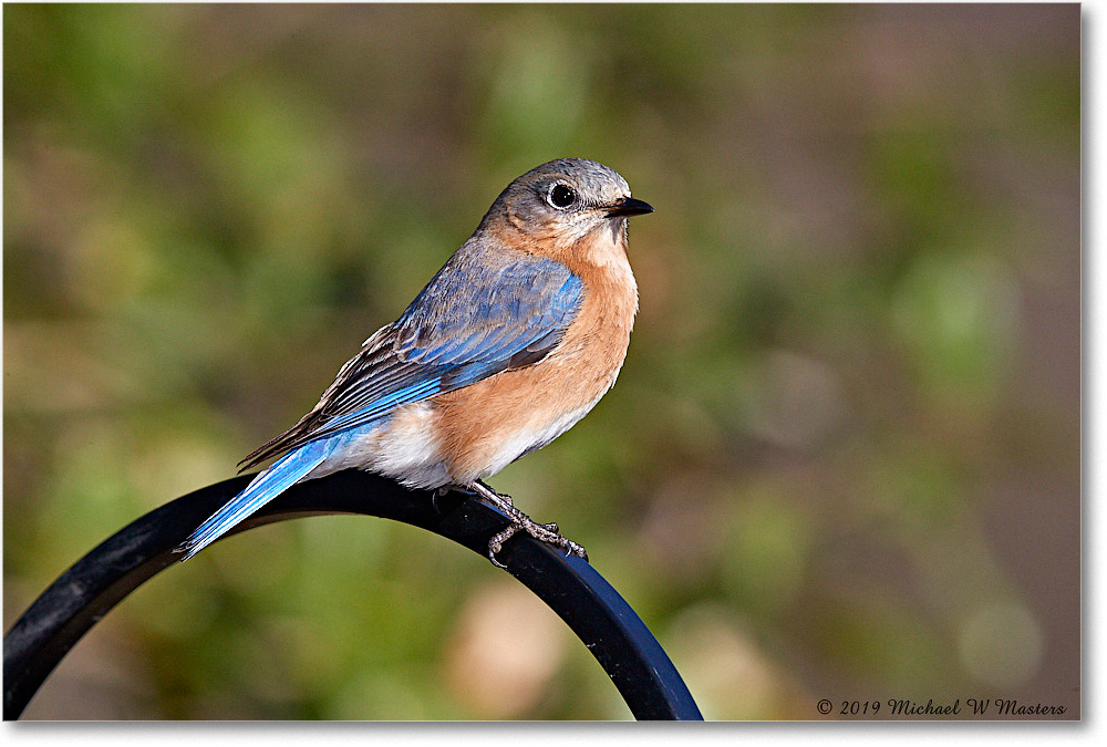 Bluebird_Virginia_2019Mar_3DXA2367 copy