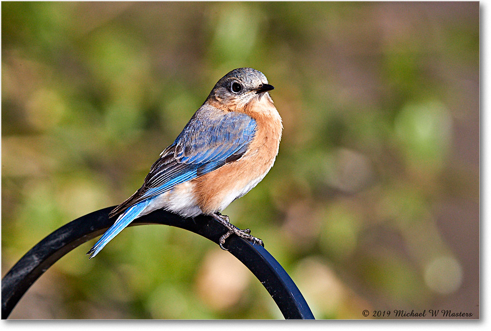 Bluebird_Virginia_2019Mar_3DXA2373 copy