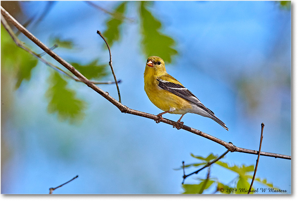 Goldfinch_Virginia_2019Apr_3DXA2568 copy