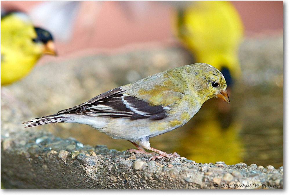 Goldfinch_Virginia_2019Apr_3DXA2578 copy