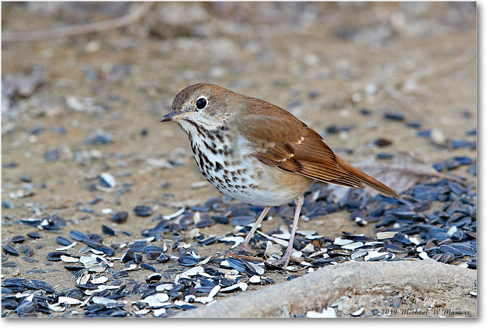 HermitThrush_Virginia_2019Mar_3DXA2138 copy