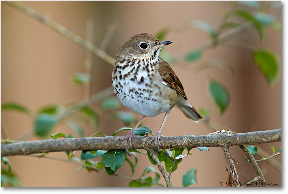 HermitThrush_Virginia_2019Mar_3DXA2213 copy