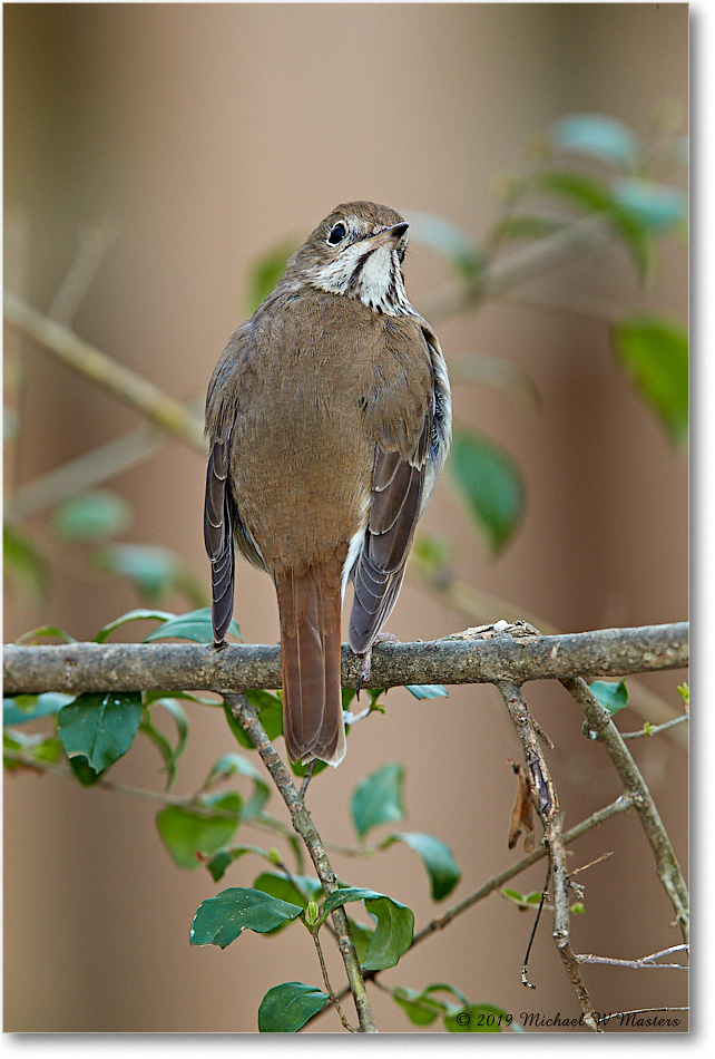 HermitThrush_Virginia_2019Mar_3DXA2235 copy