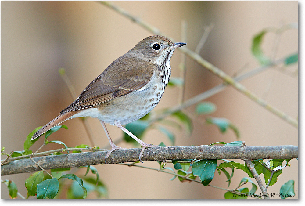 HermitThrush_Virginia_2019Mar_3DXA2330 copy