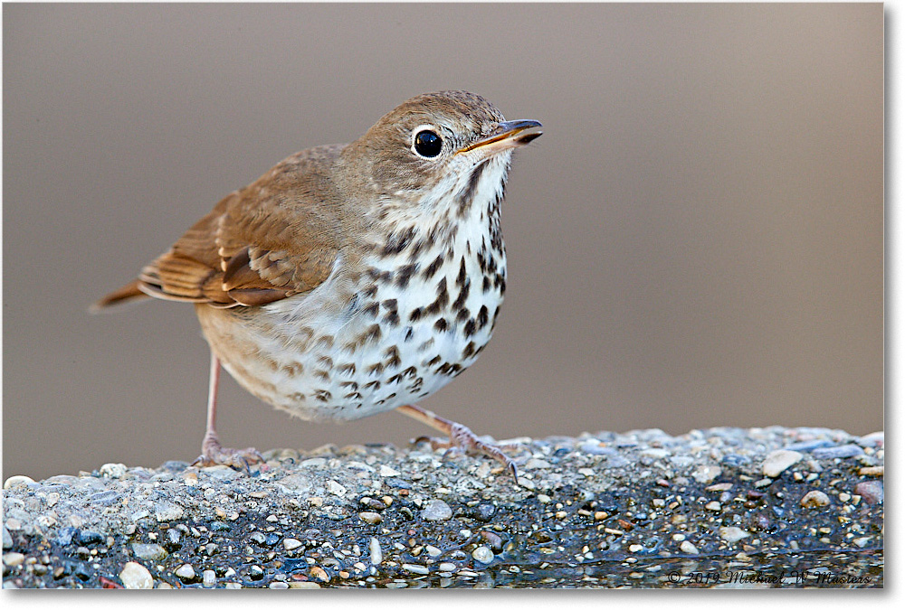 HermitThrush_Virginia_2019Mar_3DXA2386 copy