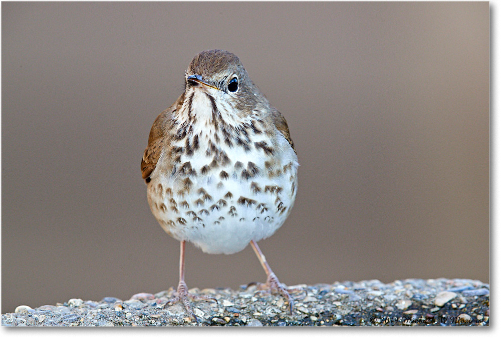 HermitThrush_Virginia_2019Mar_3DXA2394 copy