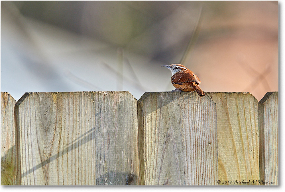 Wren_Virginia_2019Mar_3DXA2135 copy