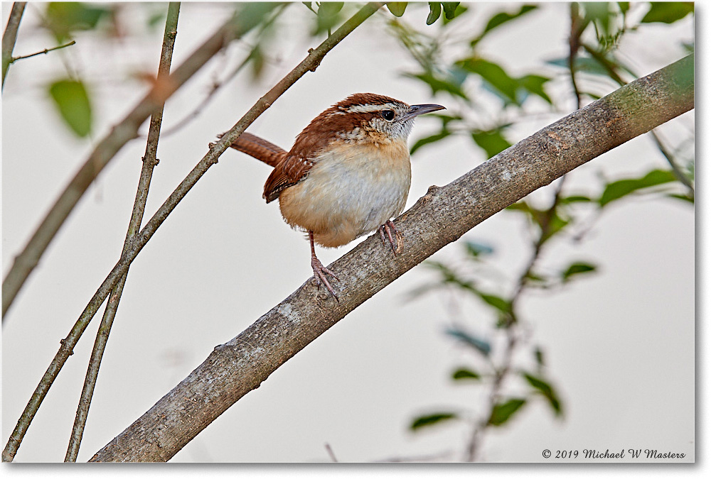 Wren_Virginia_2019Mar_3DXA2263 copy