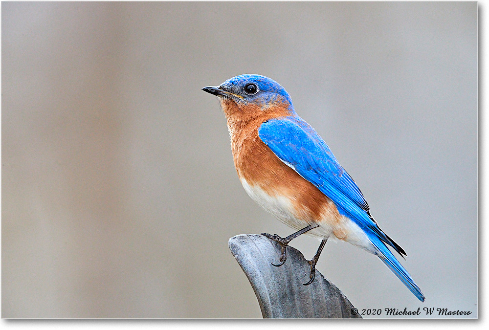 Bluebird_Virginia_2020Apr_3DXA3738 copy