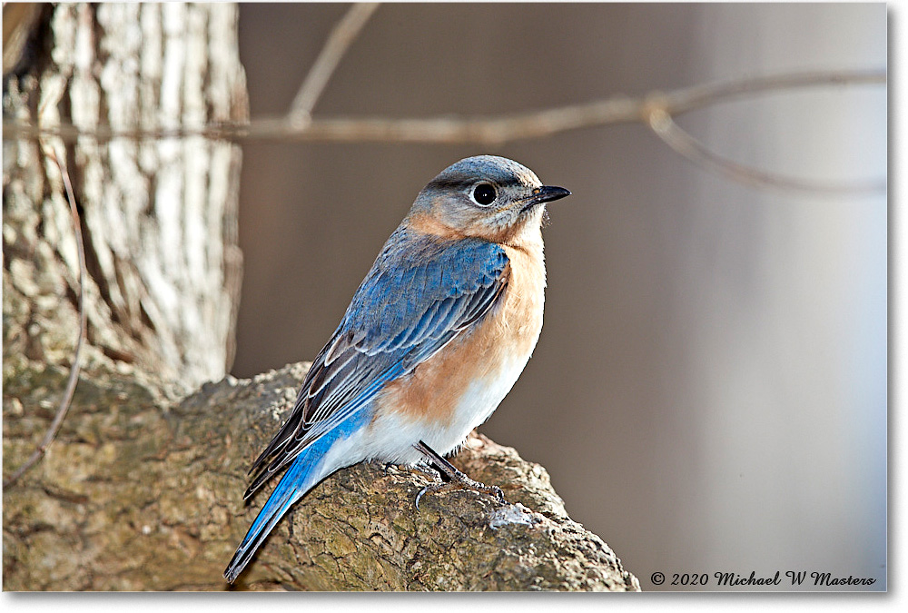 Bluebird_Virginia_2020Mar_3DXA3497 copy
