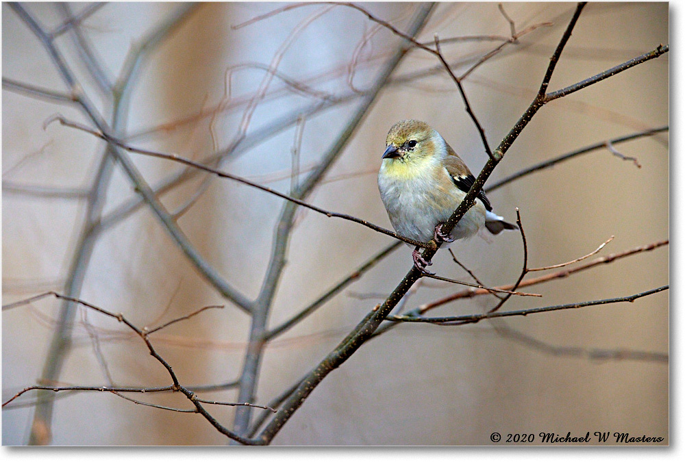 GoldFinch_2020Dec_R5A01831 copy