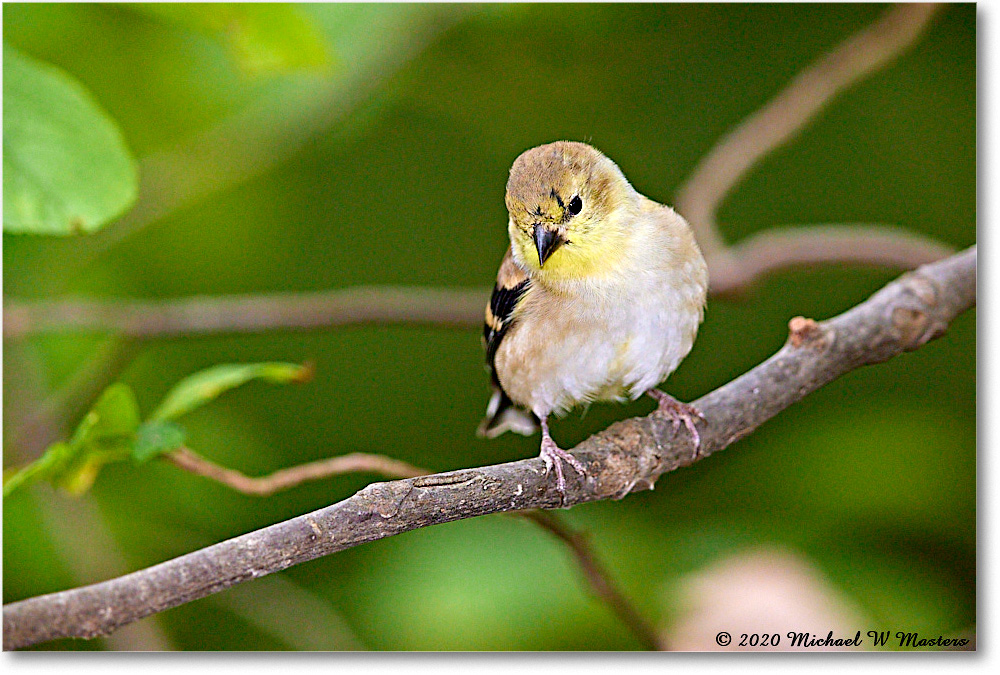 GoldFinch_2020Oct_R5B00288 copy