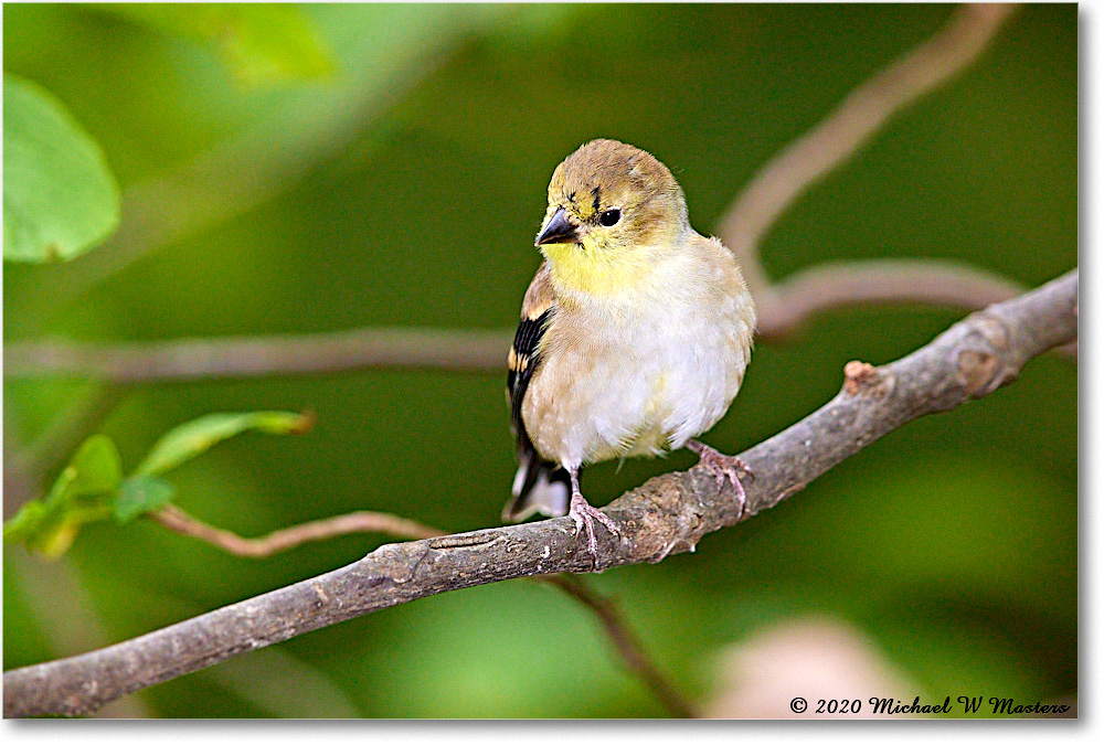 GoldFinch_2020Oct_R5B00293 copy