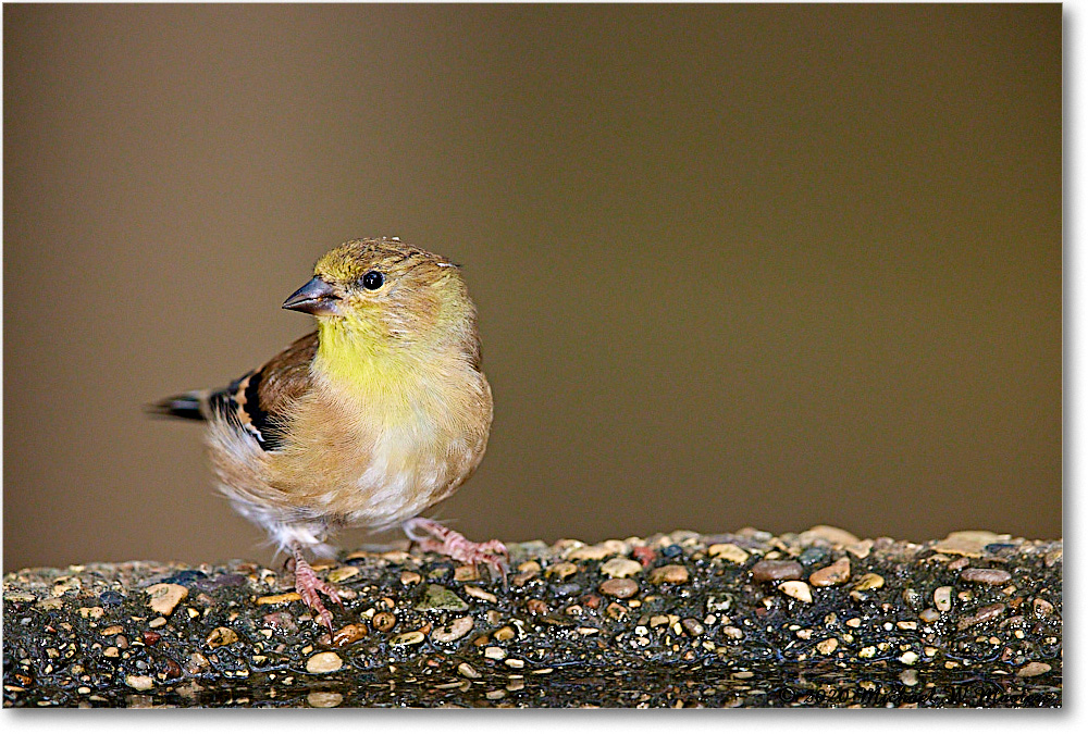 GoldFinch_2020Oct_R5B00390 copy