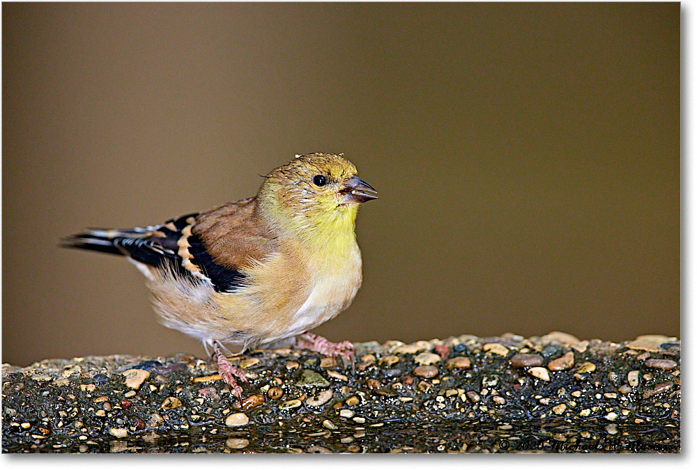 GoldFinch_2020Oct_R5B00393 copy