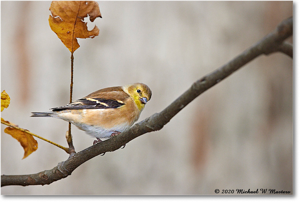 GoldFinch_2020Oct_R5B00557 copy