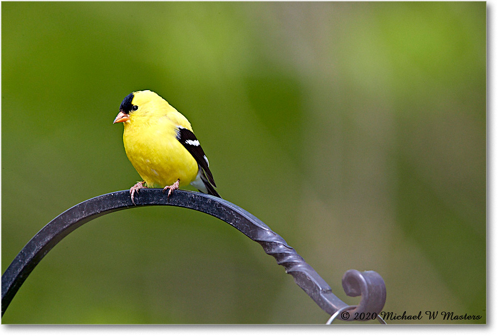 Goldfinch_2020Apr_3DXA4015 copy