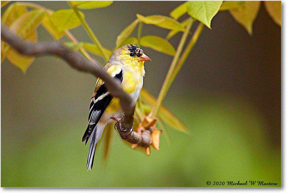 Goldfinch_Virginia_2020Apr_3DXA3813 copy