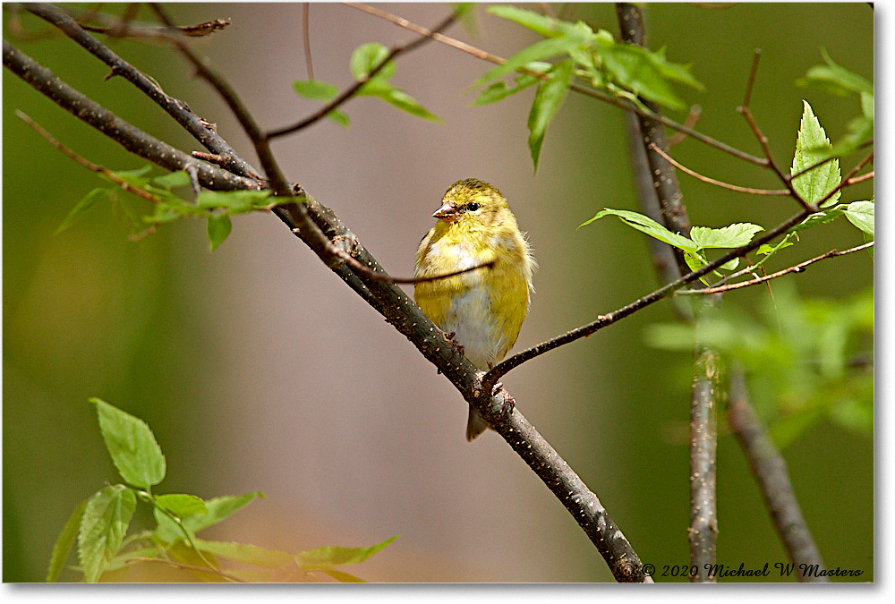 Goldfinch_Virginia_2020Apr_3DXA3824 copy