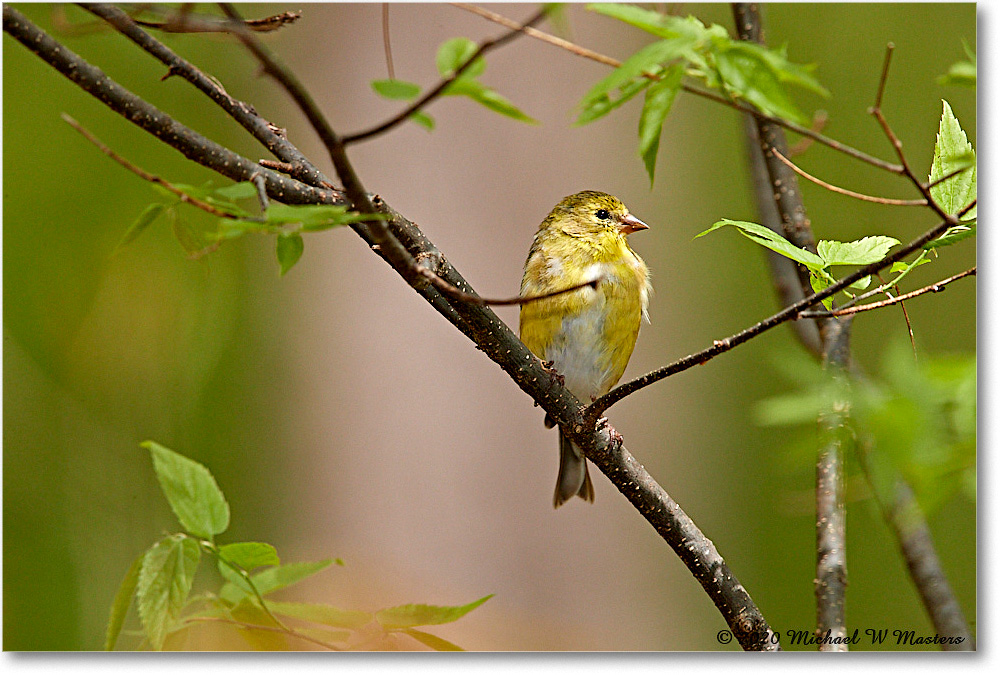 Goldfinch_Virginia_2020Apr_3DXA3831 copy