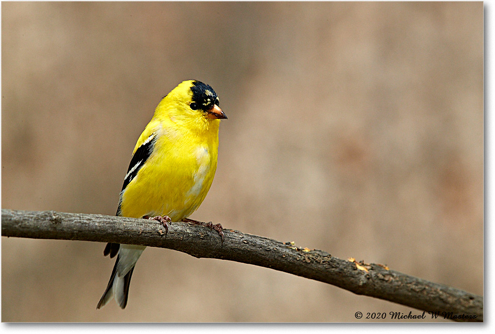 Goldfinch_Virginia_2020Apr_3DXA3869 copy
