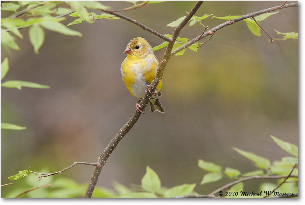 Goldfinch_Virginia_2020Apr_3DXA3962 copy