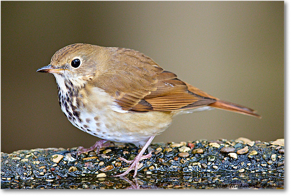 HermitThrush_2020Oct_R5B00490 copy