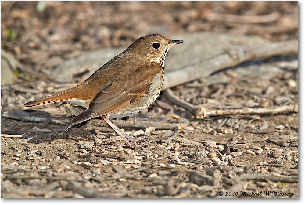 HermitThrush_Virginia_2020Mar_3DXA3532 copy