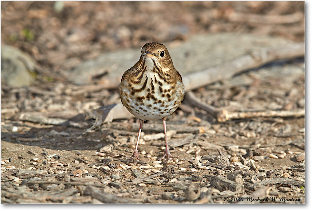 HermitThrush_Virginia_2020Mar_3DXA3535 copy