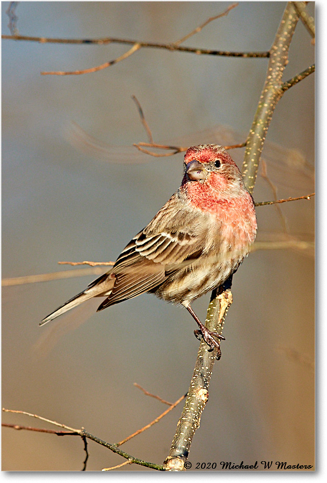 HouseFinch_2020Dec_R5A01939 copy