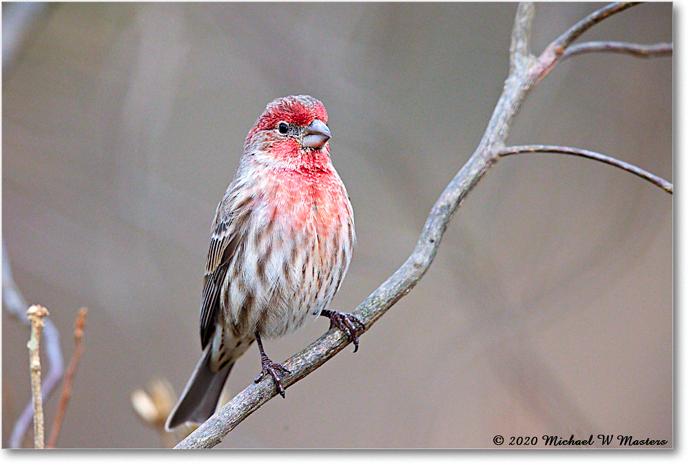 HouseFinch_2020Dec_R5A02069 copy