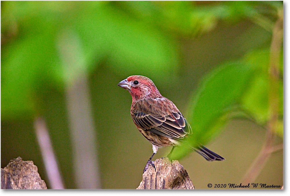HouseFinch_2020Oct_R5B00368 copy