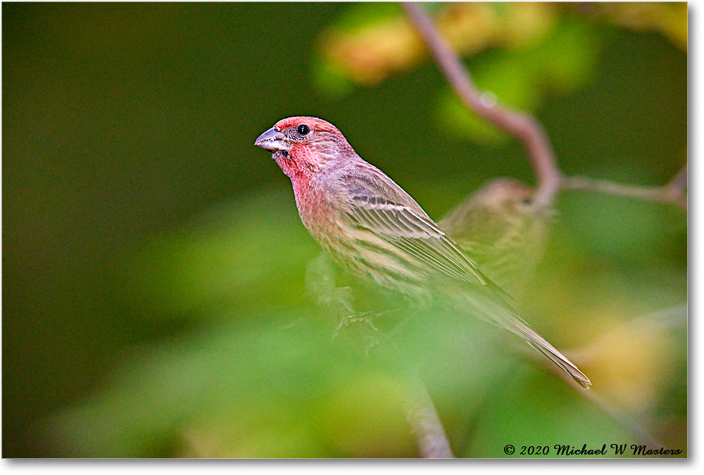 HouseFinch_2020Oct_R5B00379 copy