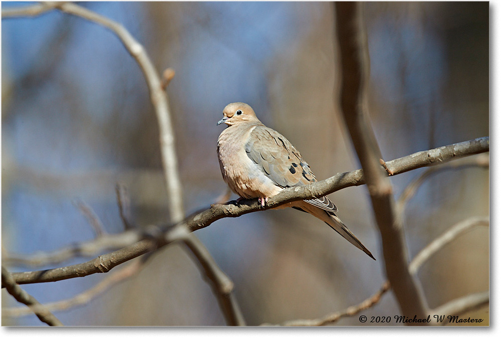 MourningDove_Virginia_2020Mar_3DXA3522 copy