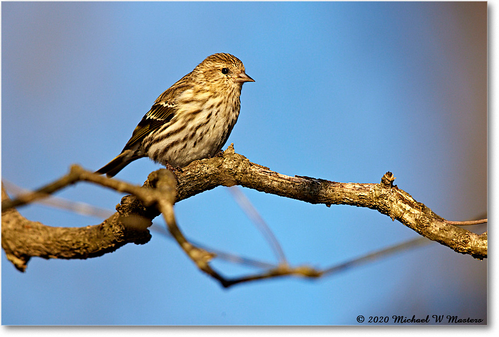 PineSiskin_2020Dec_R5A02029 copy