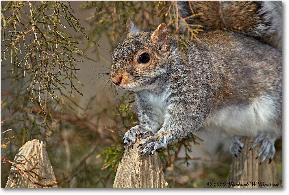 Squirrel_Virginia_2020Mar_3DXA3529 copy