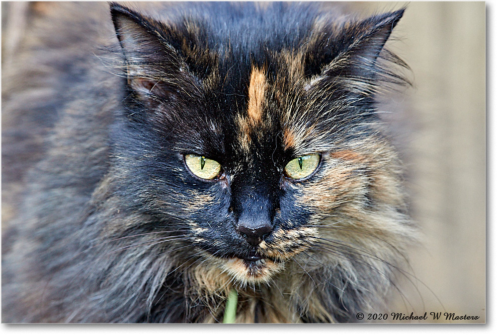 TortoiseShellCat_Virginia_2020Apr_3DXA3595 copy