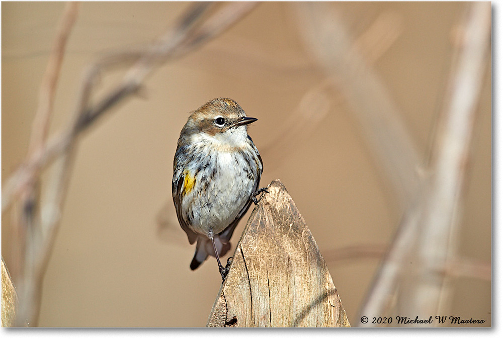 YellowRumpWarbler_Virginia_2020Mar_3DXA3551 copy