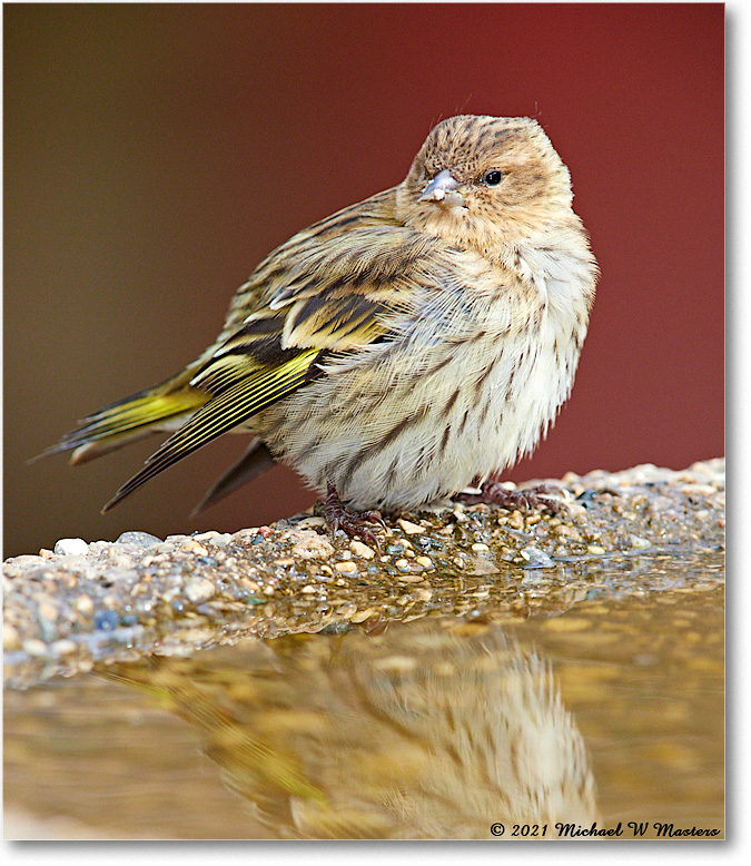PineSiskin_2021Mar_R5A02629 copy