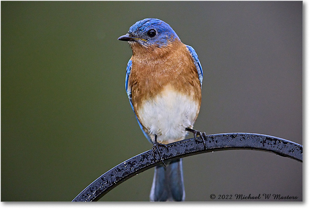 Bluebird_Virginia_2022Apr_R5A05497 copy