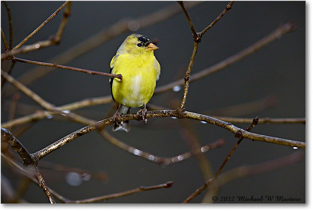 Goldfinch_Virginia_2022Apr_R5A05487 copy
