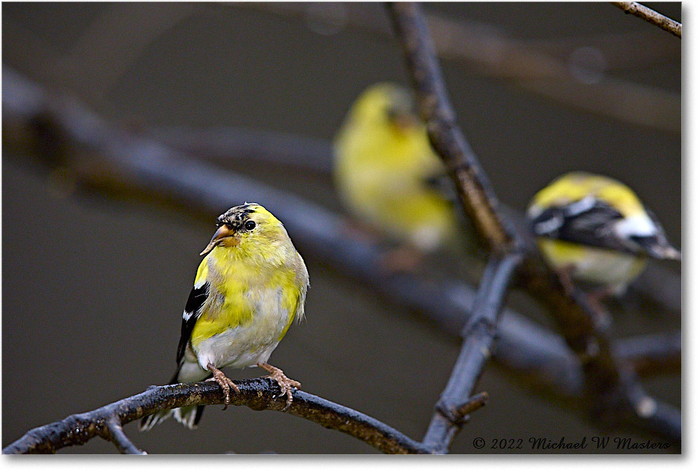 Goldfinch_Virginia_2022Apr_R5A05522 copy