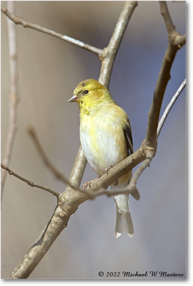Goldfinch_Virginia_2022Mar_R5A05390 copy