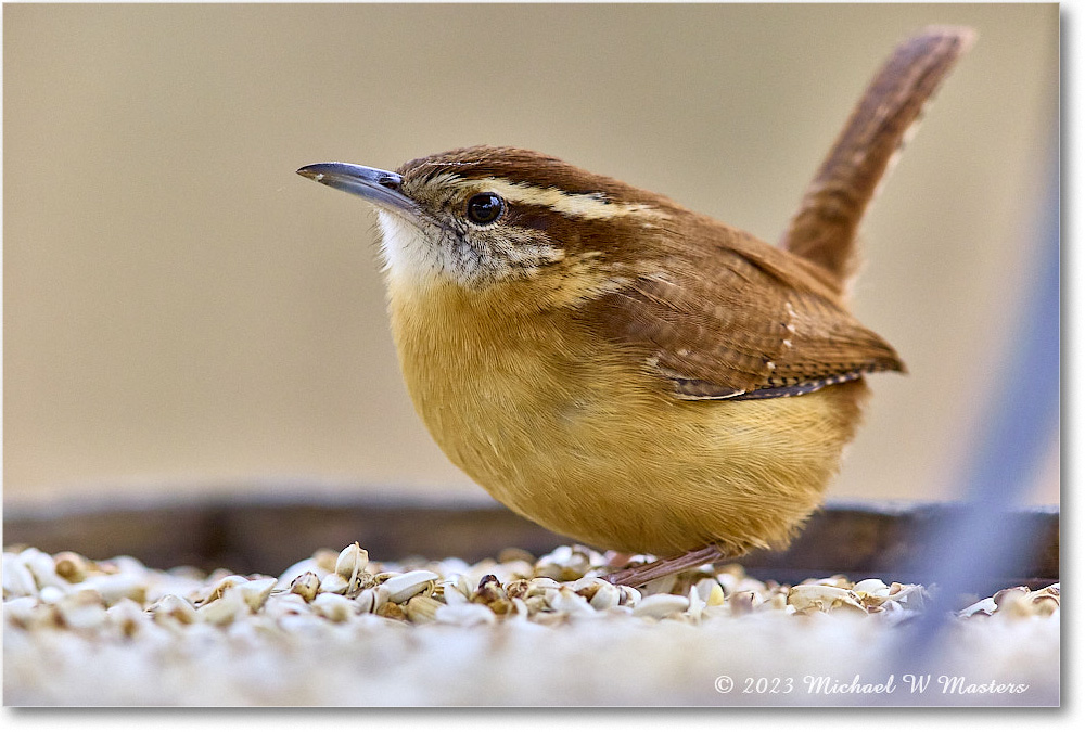 CarolinaWren_Backyard_2023Dec_R5B14413 copy