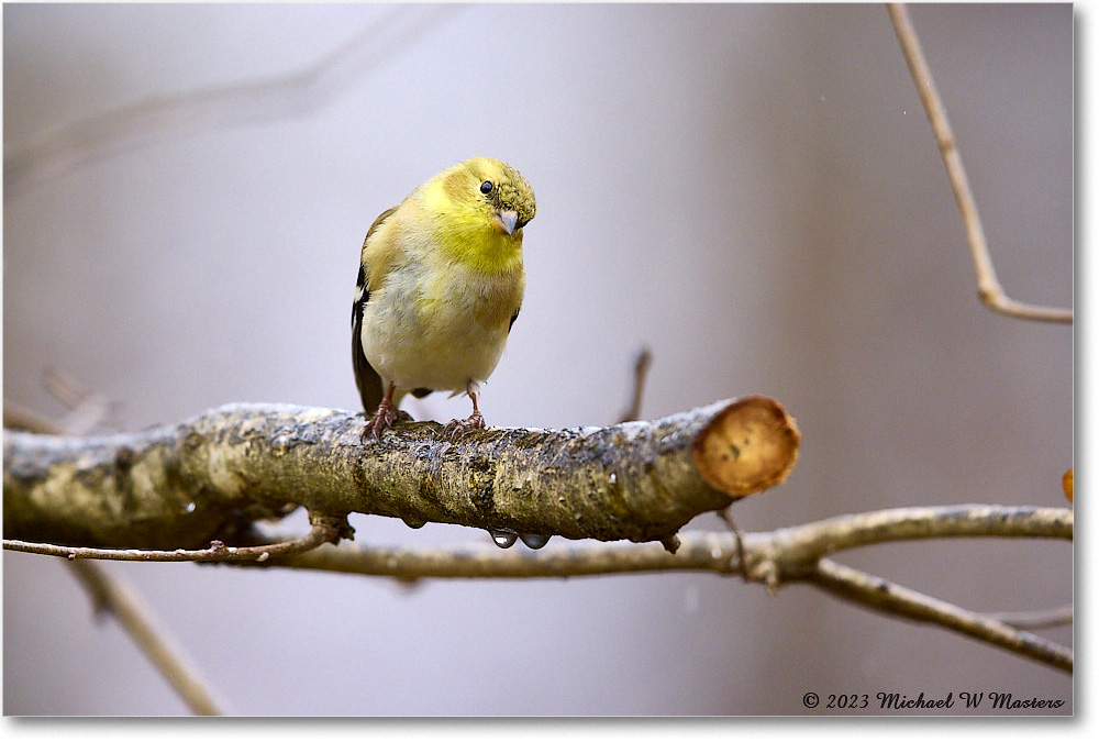 Goldfinch_Backyard_2023Feb_R5B09536 copy