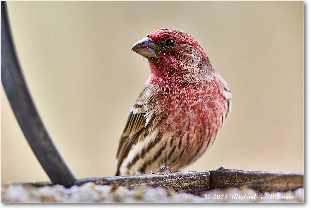 HouseFinch_Backyard_2023Dec_R5B14532 copy