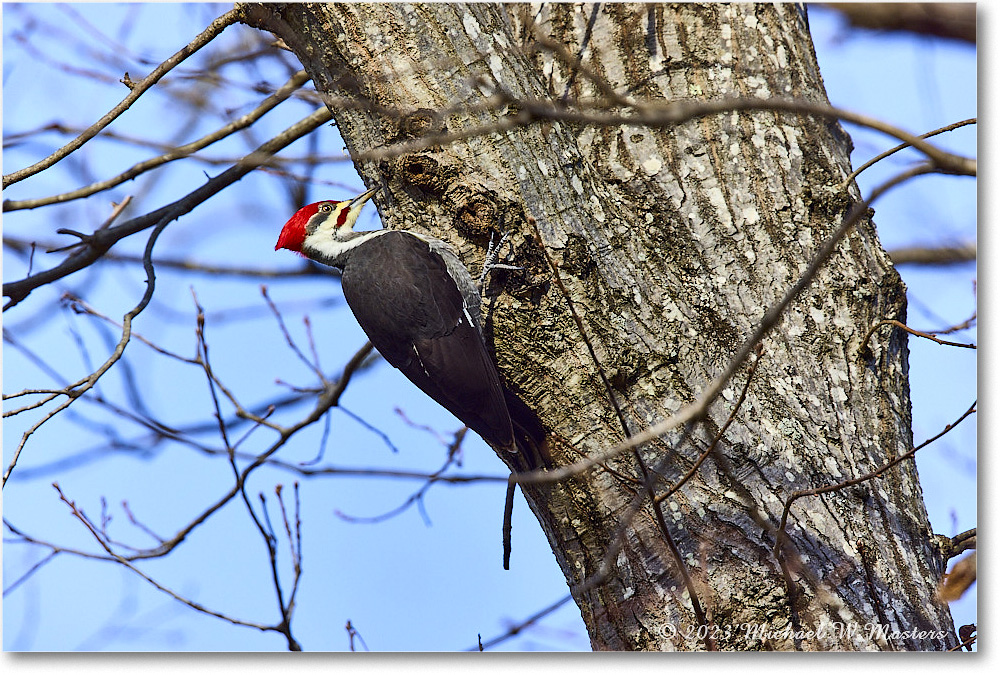 PileatedWoodpecker_Backyard_2023Dec_R5B14226 copy