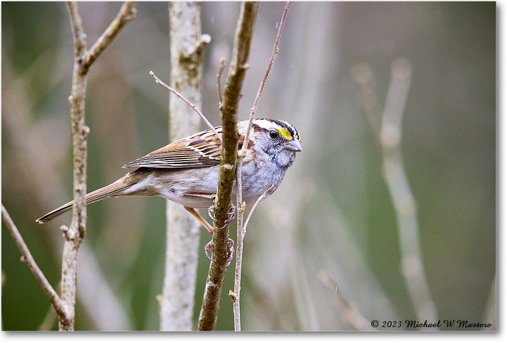 WhitethroatSparrow_Backyard_2023Feb_R5B09593 copy