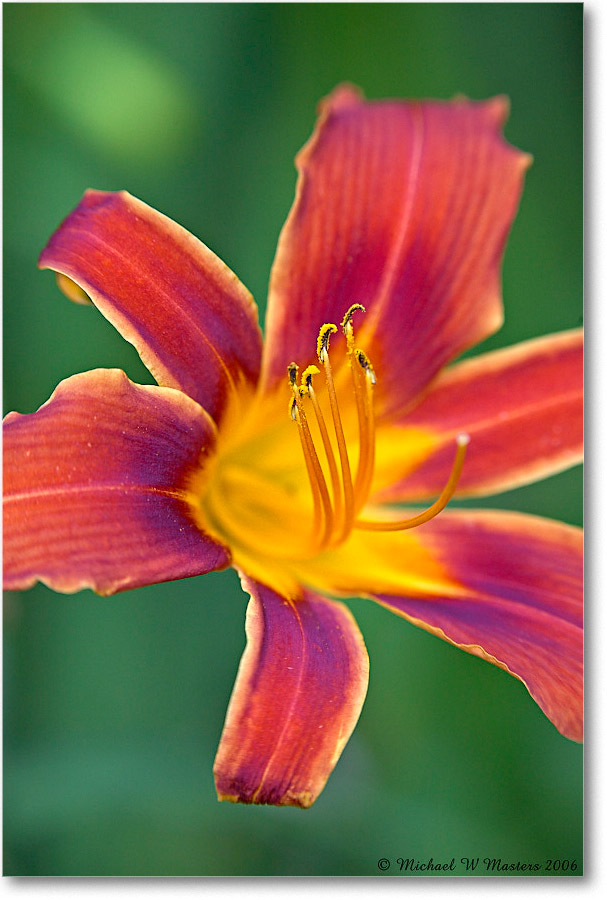 DayLilly_Virginia_2006Jun_1FFT8355 copy